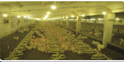 PP电子仿照器(试玩游戏)官方网站